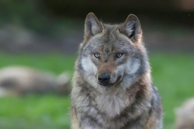 Wolfsvortrag, Foto: W. Ewert, NABU