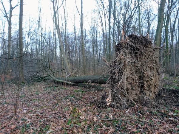 Sturmschäden im Geopark