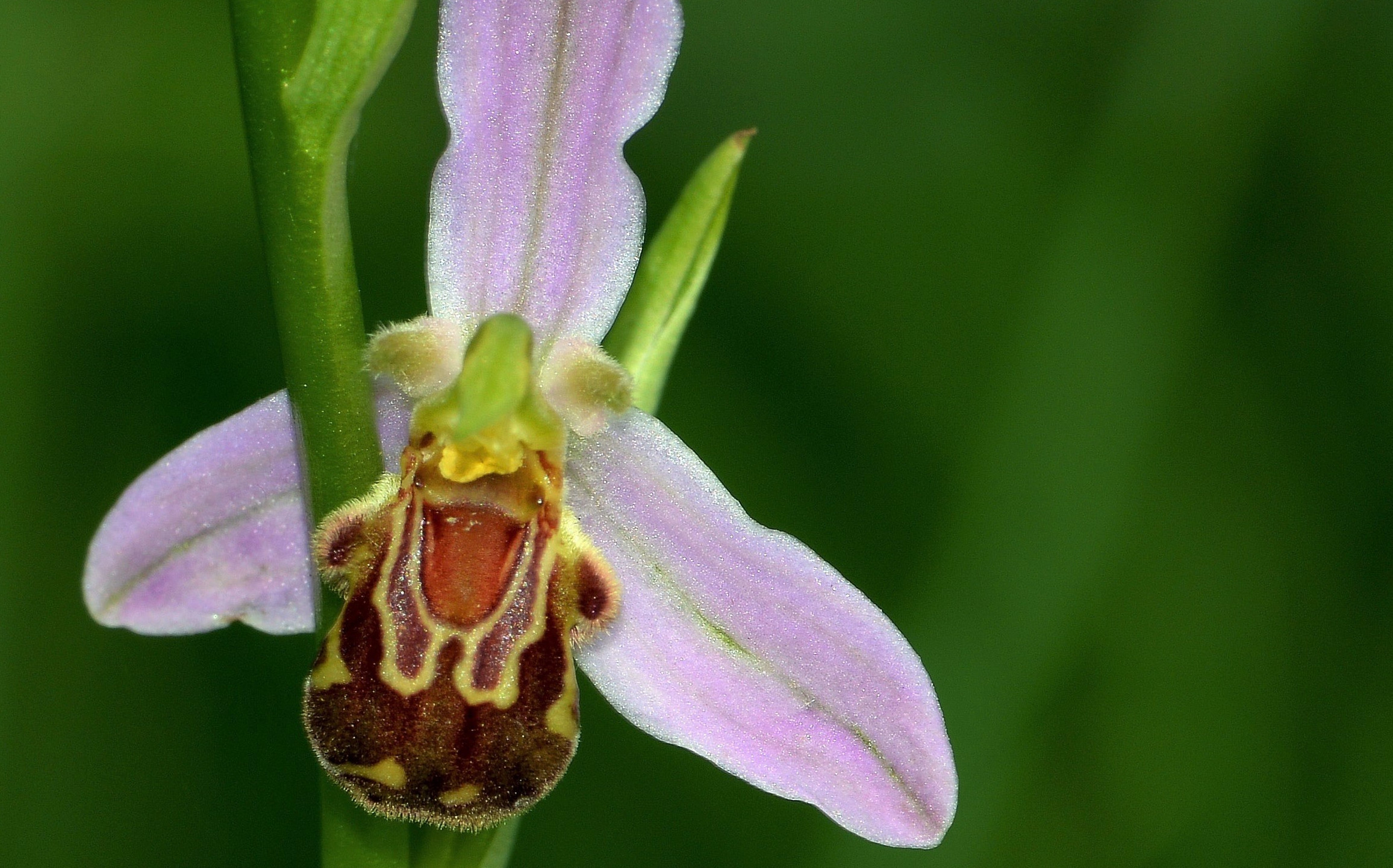 Orchidee Bienen-Ragwurz