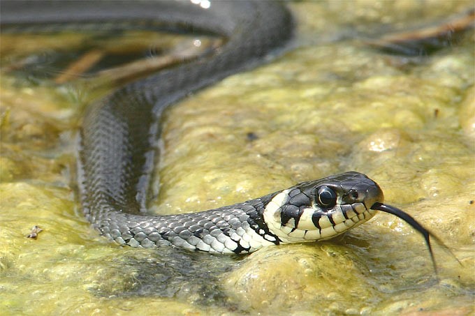 Ringelnatter (Natrix natrix)_L. Andrä