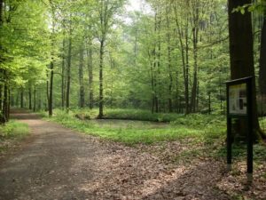 Flyer zur Wandertour durch den Colditzer Tiergarten des Geopark Porphyrland