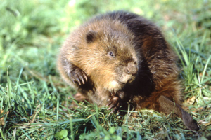 Biber, Foto: G. Kohlhase, NABU Biber, Foto: G. Kohlhase, NABU