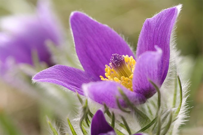 Frühlingskuhschelle, Foto NABU