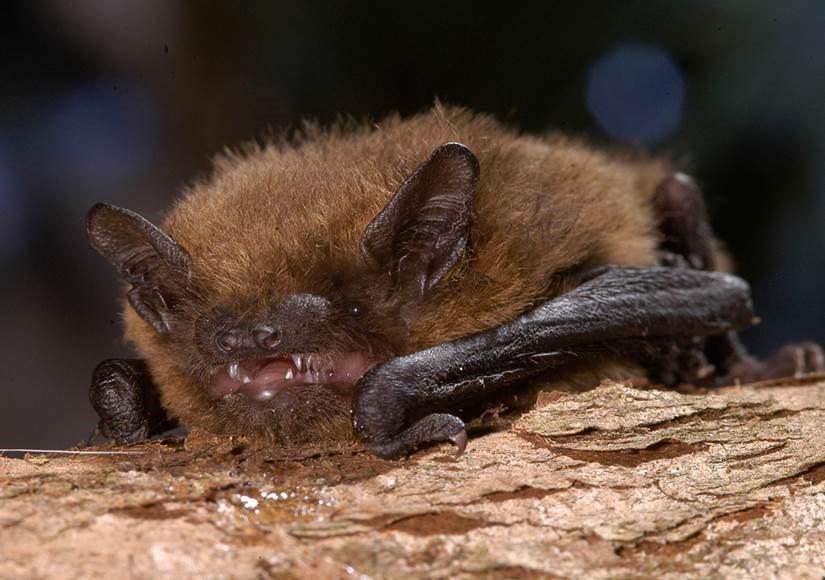 Zwergfledermaus, Foto: NABU