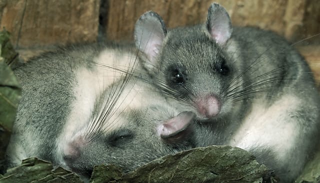 Foto: Siebenschläfer, Deutsche Wildtierstiftung