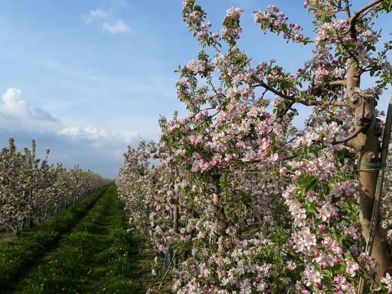 blühende Plantage Obstland © Kati Lange