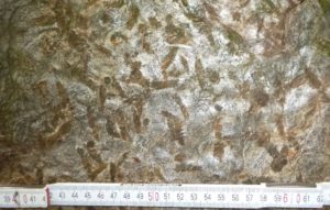 Eulenkluft Wechselburg, Detailbild des Garbenschiefers, Foto: A. Hartmann