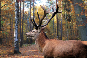 Thümmlitzwald Hirsch, Bild: Pixabay, Hans Benn Thümmlitzwald Hirsch, Bild: Pixabay, Hans Benn