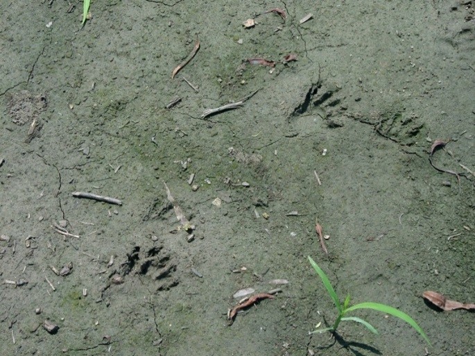 Waschbärspuren, Foto: L. Andrä