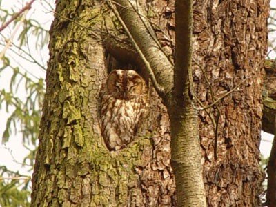 Waldkauz, Foto: NABU