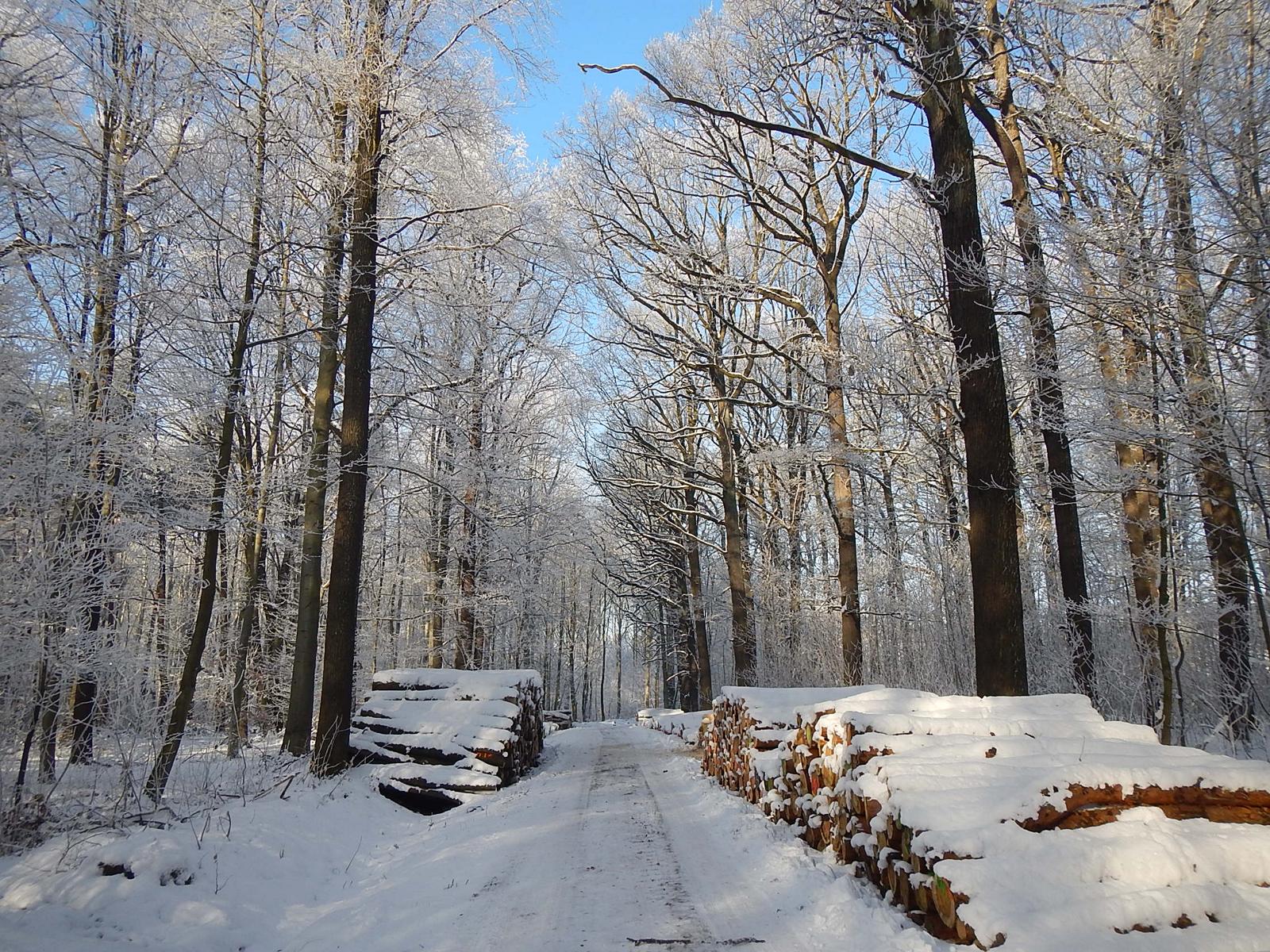 Wermsdorfer Wald, Foto: Uwe Lange
