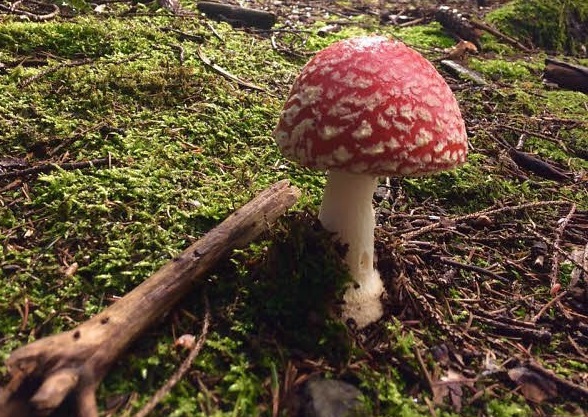 Fliegenpilz, Foto: Lothar Andrä